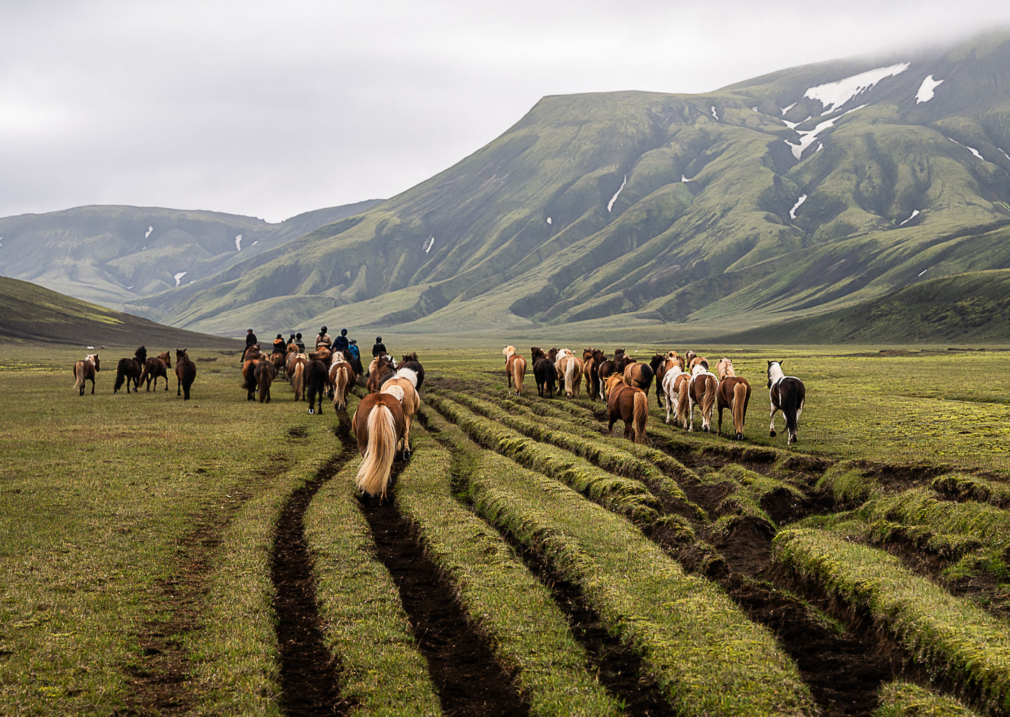 ISLANDS HÄSTKALENDER 2024