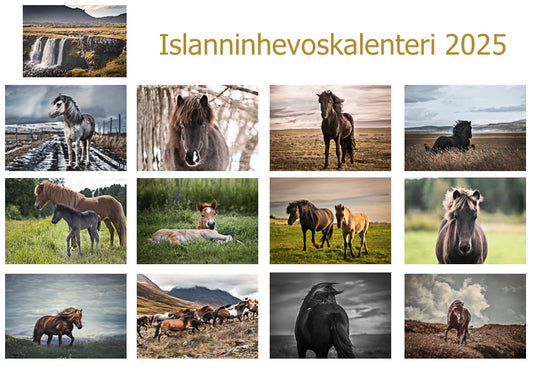 ICELANDIC HORSE CALENDAR 2024