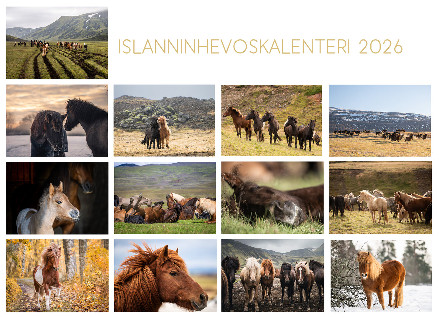 ISLANDS HÄSTKALENDER 2024